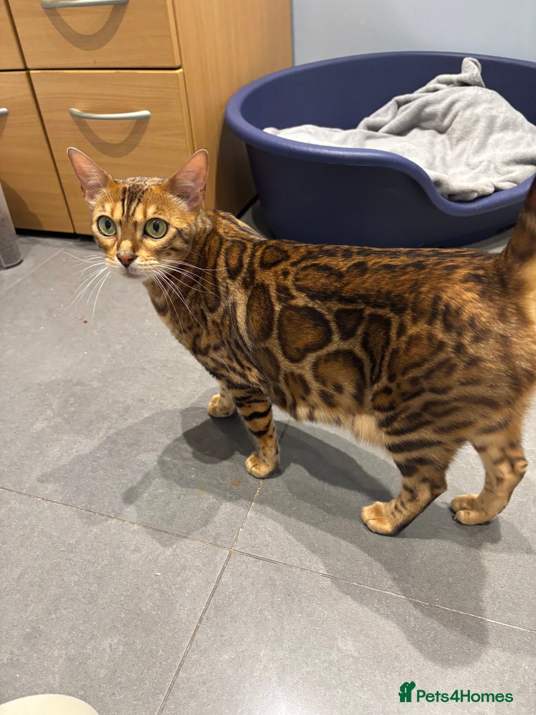 Bengal cats for sale: Amazing brown rosetted Bengal girl kittens - Image 6