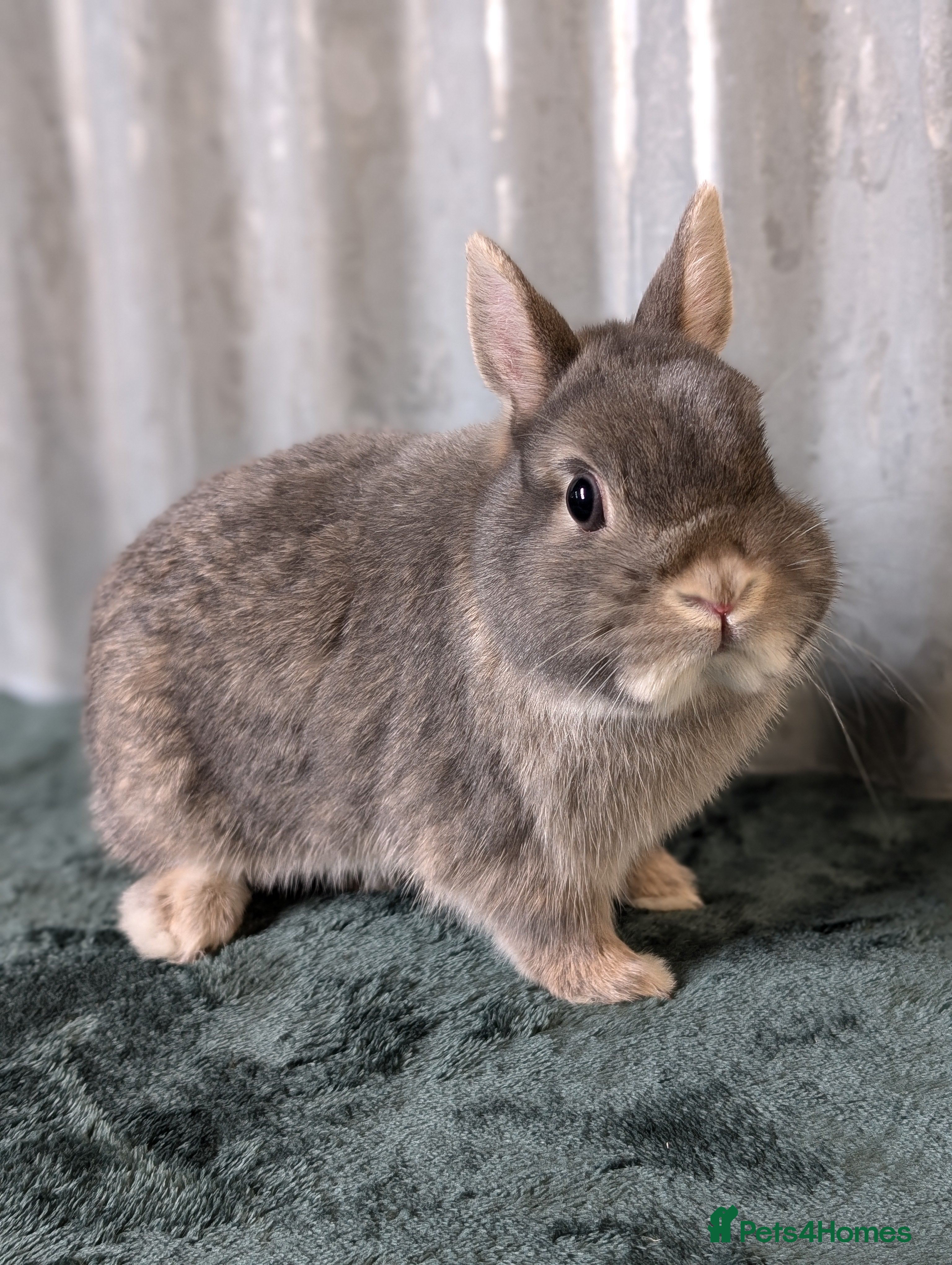 Netherland Dwarf rabbits for sale: Male Netherland Dwarf - Advert 2