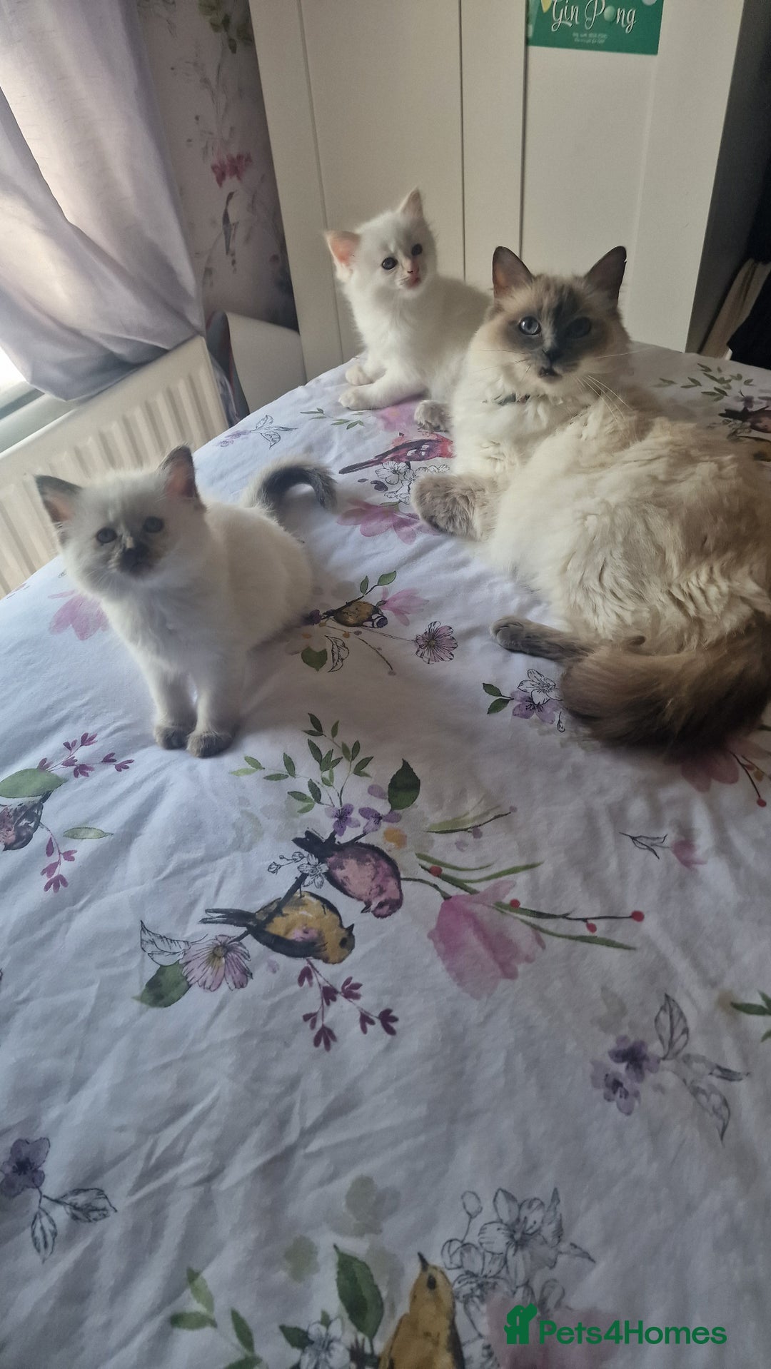 Ragdoll cats for sale: Gorgeous Ragdoll kittens , Ready now. - Image 2