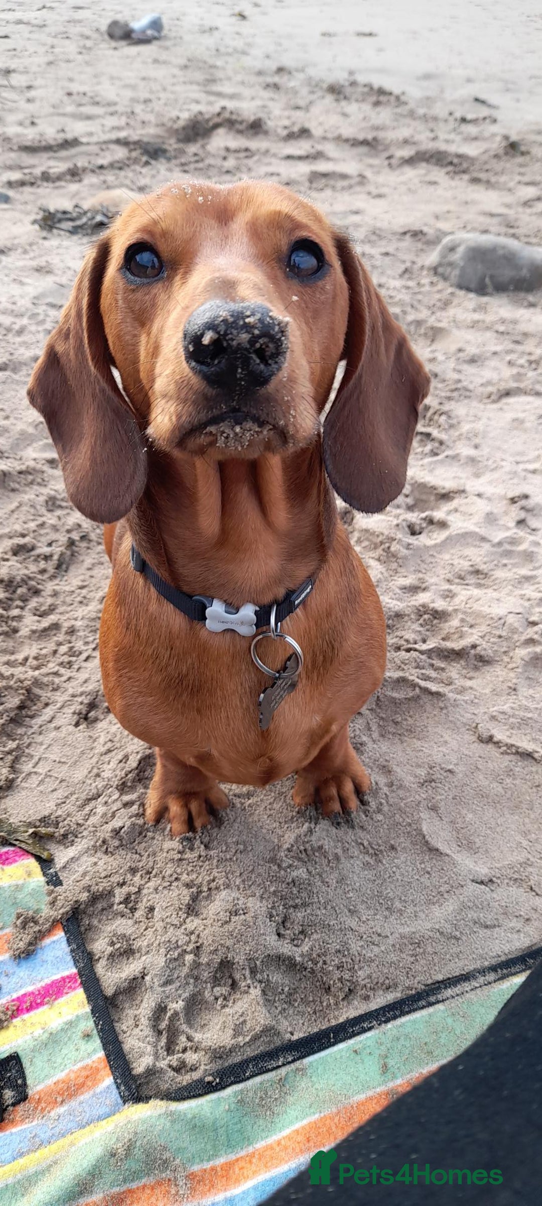 Dachshund dogs for stud: Beautiful Red Dachshund for Stud ONLY - Image 6