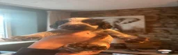 Sprocker dogs for sale: Sprocker pups for sale - Advert 5