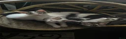 American Shorthair cats for sale: Four Kittens 💖 in Pudsey - Advert 10