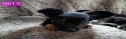 Chihuahua dogs for sale: Quality Longhair Chihuahua Puppies - Advert 11