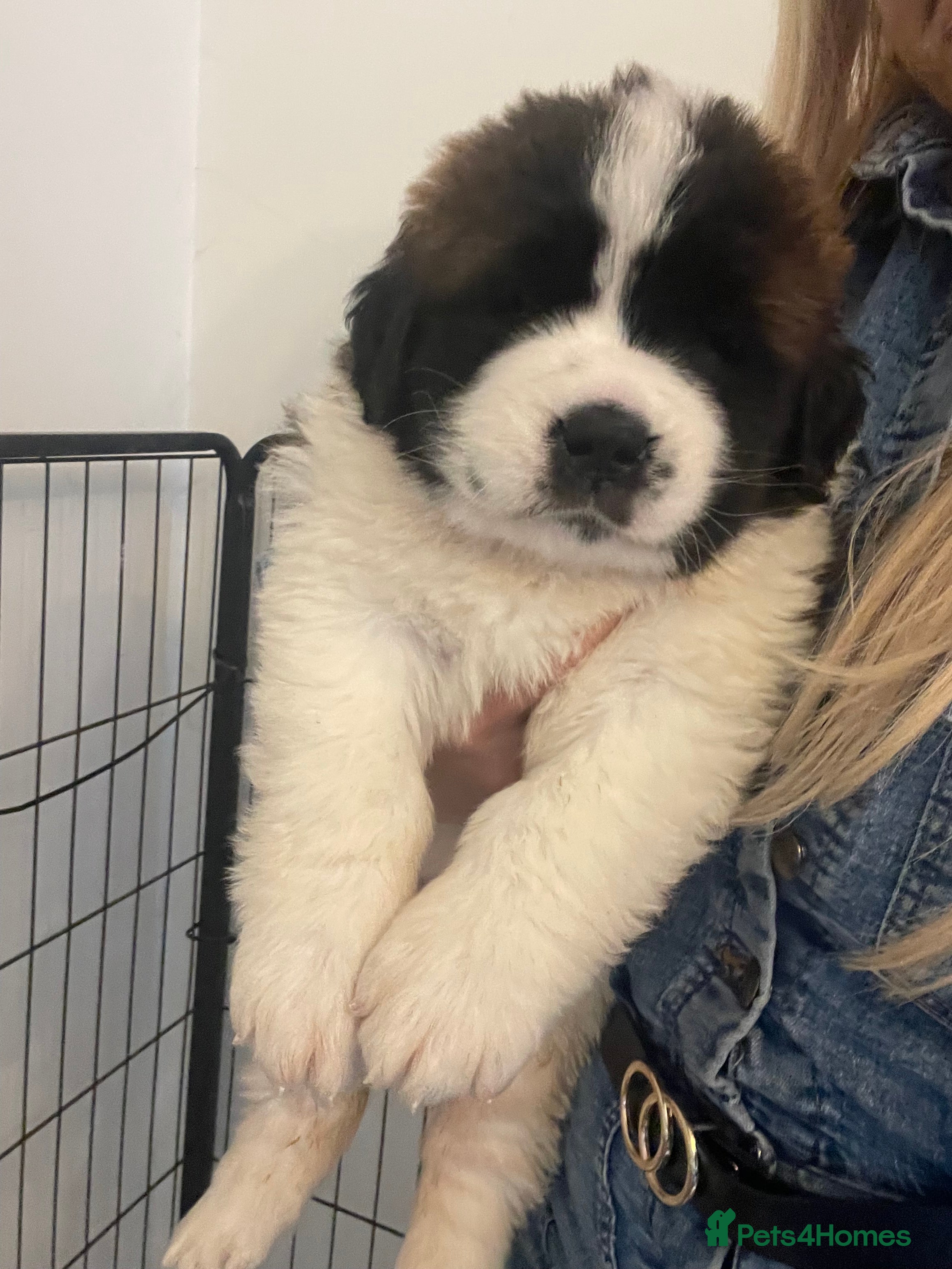 Saint Bernard dogs Outstanding KC Saint Bernard Puppies - Advert 2