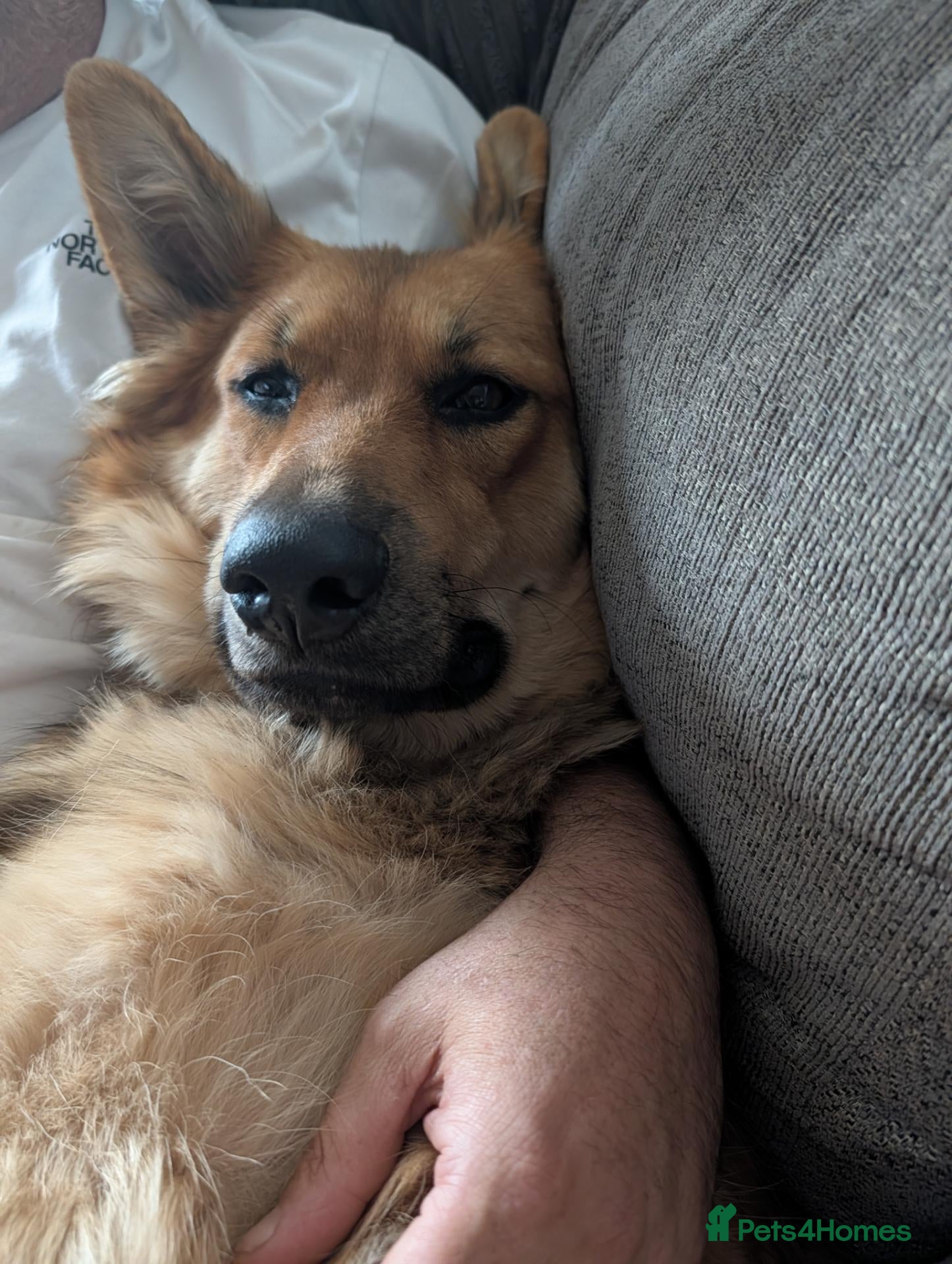 German Shepherd dogs 3 pups left looking for their next adventure  - Advert 1