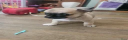 Chihuahua dogs for sale: Short haired chihuahuas  - Advert 8