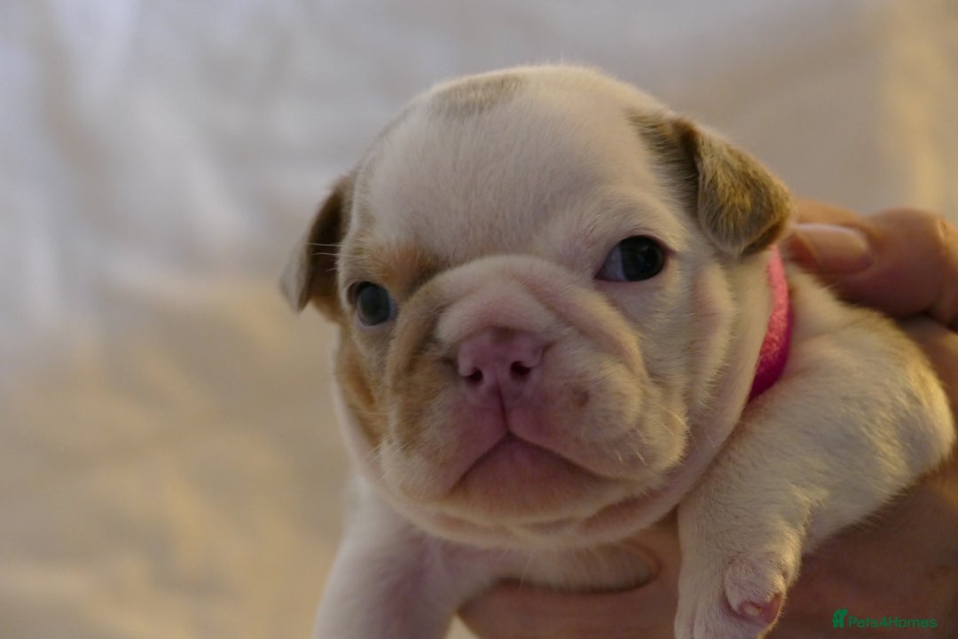 English Bulldog dogs for sale: 7 gorgeous mr muscles puppies looking for a home  - Image 9