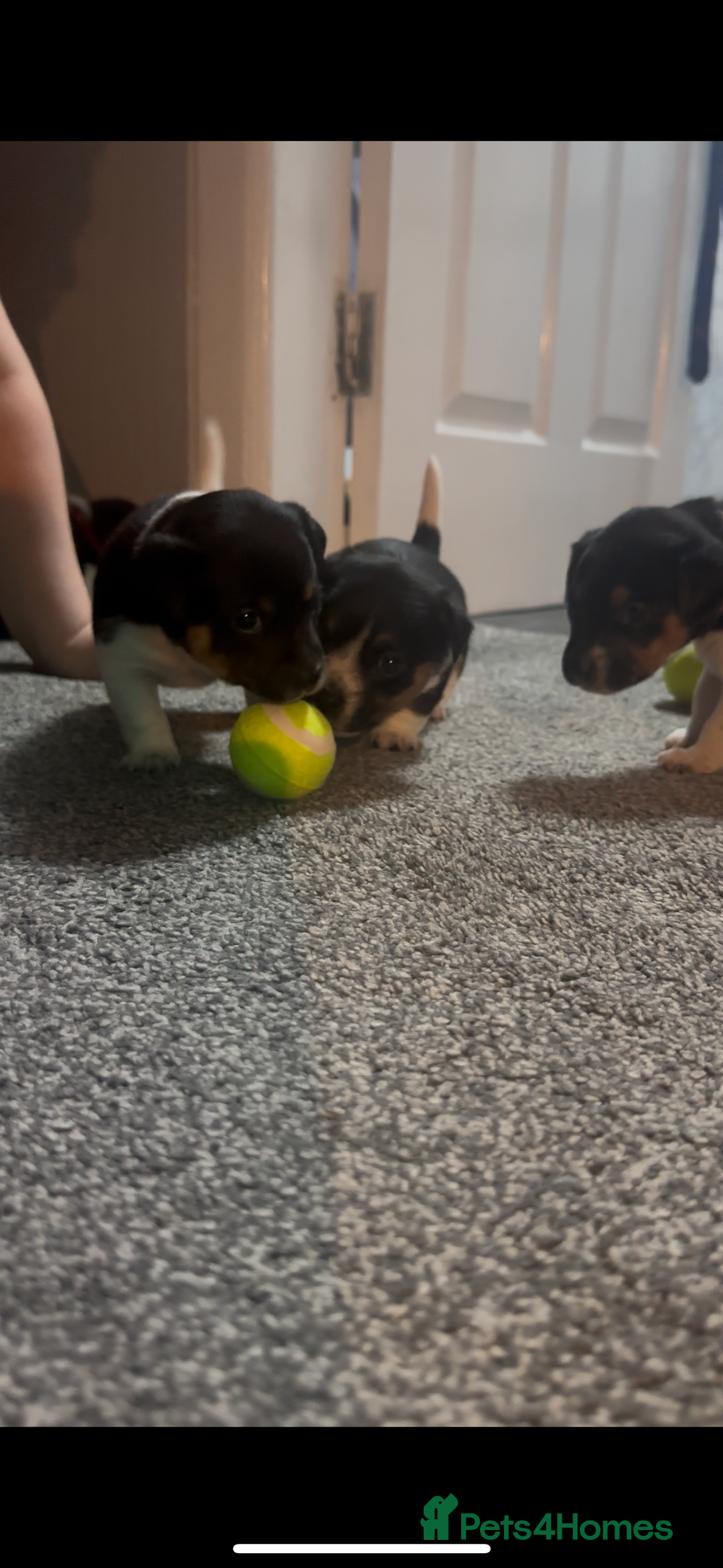 Jack Russell dogs for sale: Stunning Jack Russell puppies  - Image 3