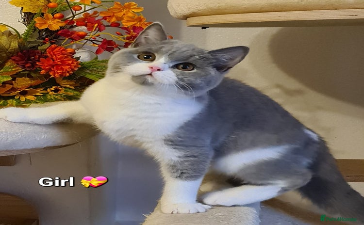 British Shorthair cats - Advert 14