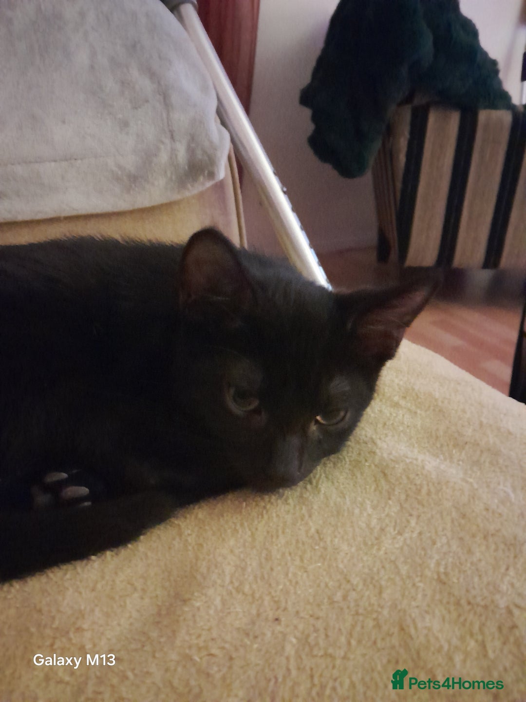 Mixed Breed cats for sale: Last maine coon mix kitten left Ready now. - Image 4