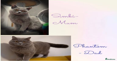 British Shorthair cats - Advert 5
