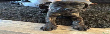 Cane Corso 4 Benji (blue collar)