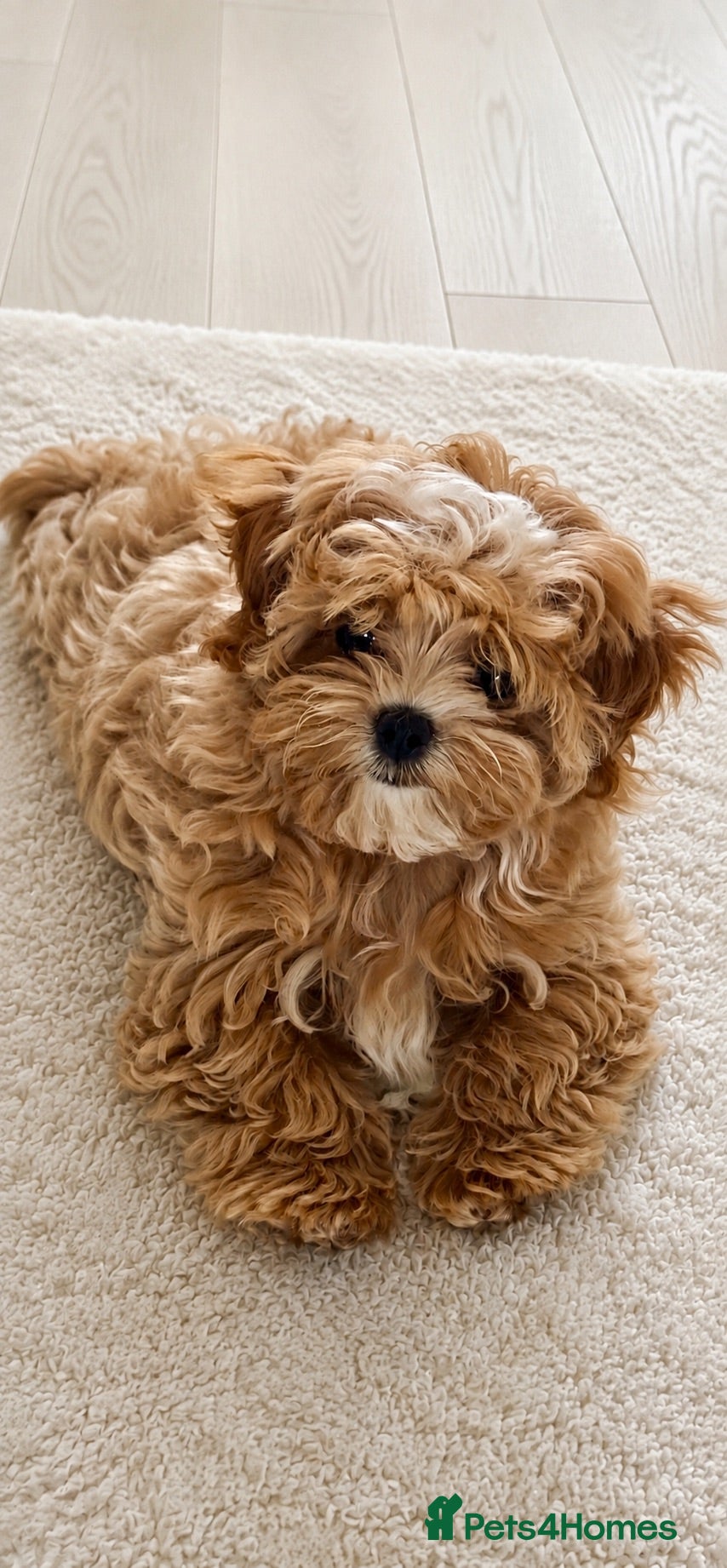 Maltipoo dogs 💖Last Girl Quality Asian Maltipoo DNA clear💎🧸   - Advert 16