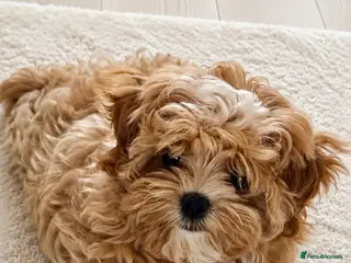Maltipoo dogs 💖Last Girl Quality Asian Maltipoo DNA clear💎🧸 - Advert 16