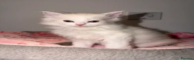 Ragdoll 1