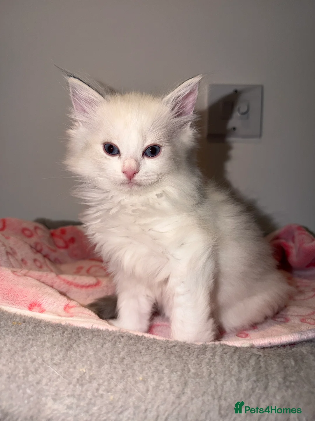 Ragdoll cats for sale: Ragdoll kitten 7 weeks old female  in Watford - Advert 2
