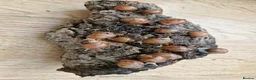 Snails invertebrates for sale: Albino giant african land snails  - Advert 2
