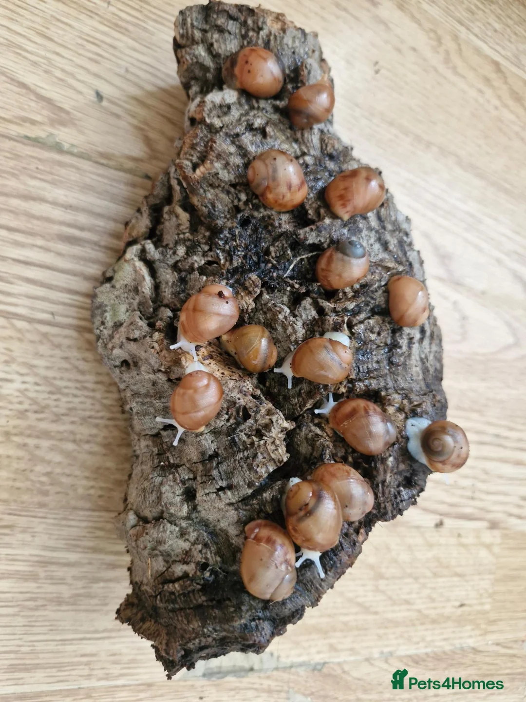 Snails invertebrates for sale: Albino giant african land snails  - Advert 2