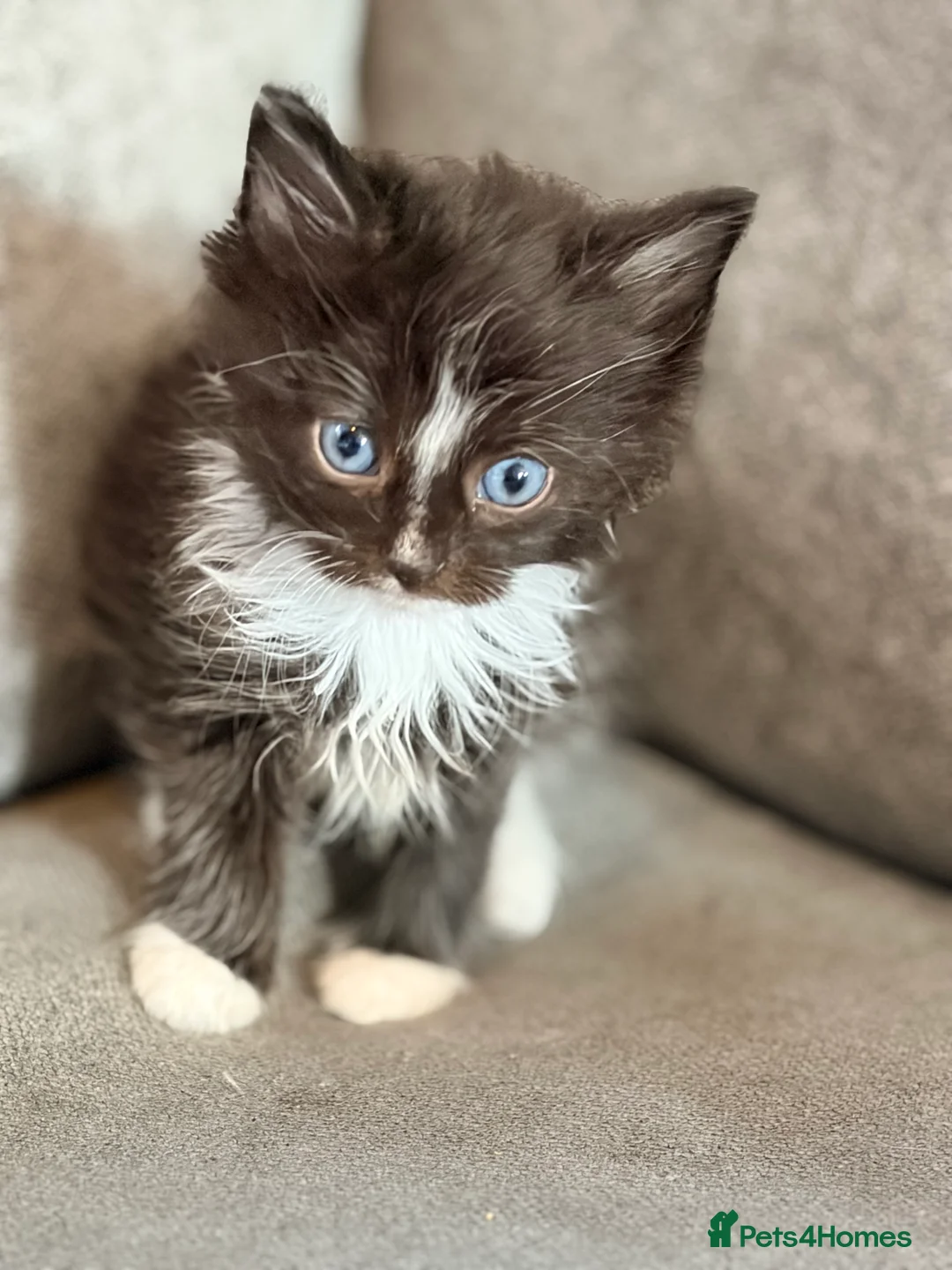 Mixed Breed cats for sale: Male long haired black and white kittens  - Advert 11