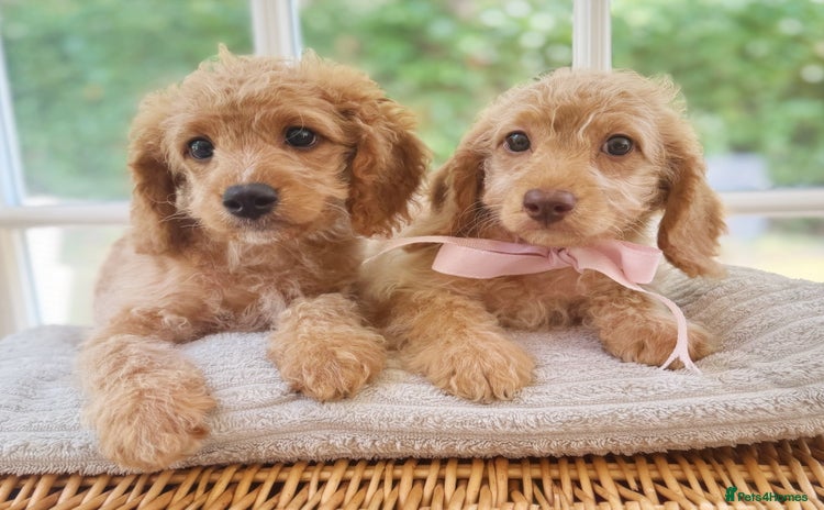 Cavapoo dogs - Advert 11