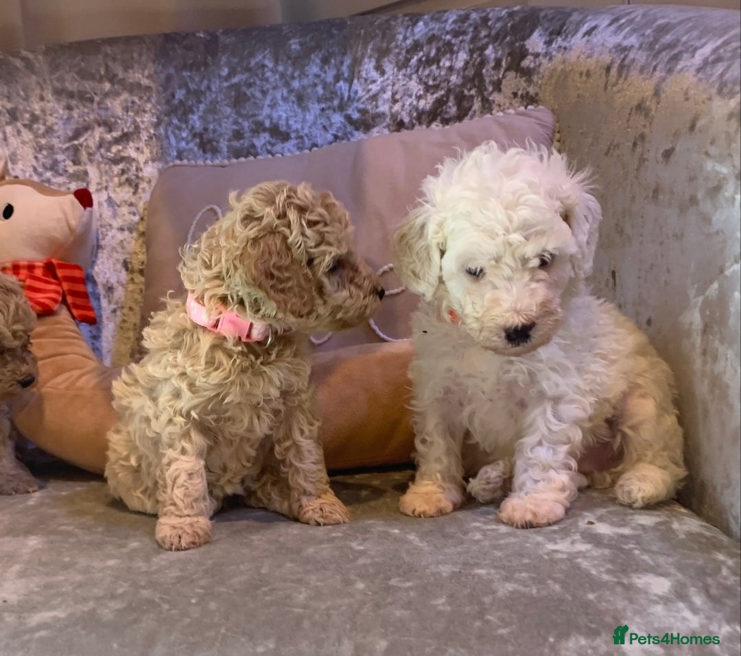Toy Poodle dogs for sale: ✨Beautiful Litter of Healthy Poodle Puppies ✨🐩 - Advert 12