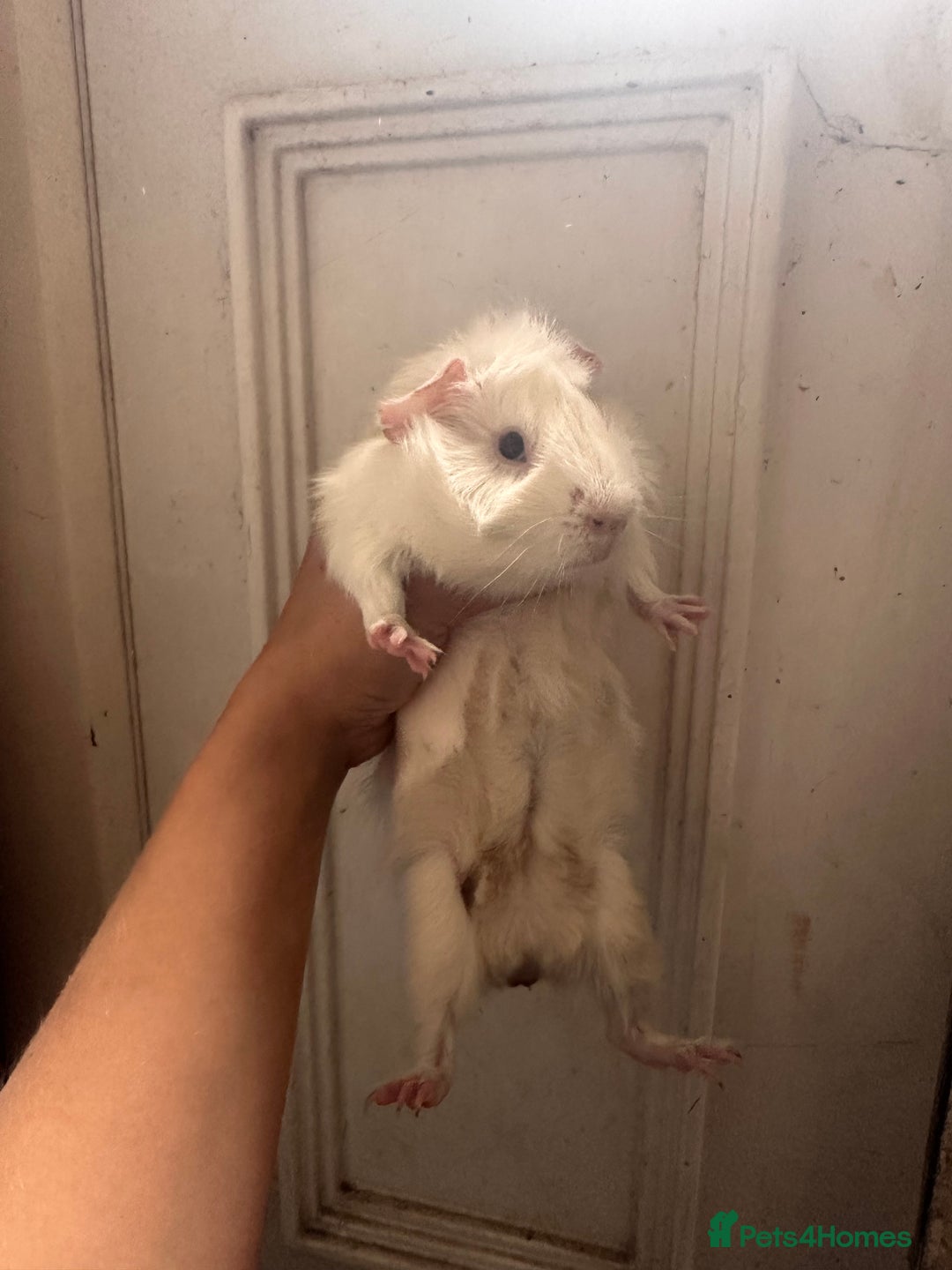Guinea Pig rodents for sale: Piggys  - Image 6