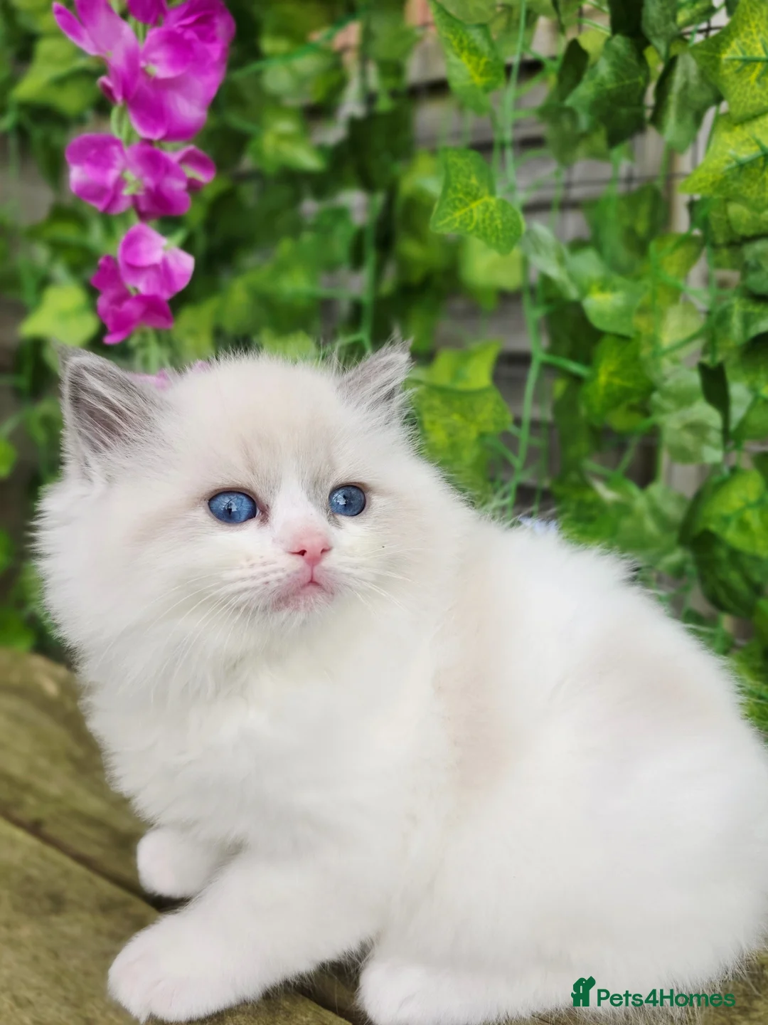 Ragdoll cats for sale: 5 amazing European babies.  Tica registered  - Advert 24
