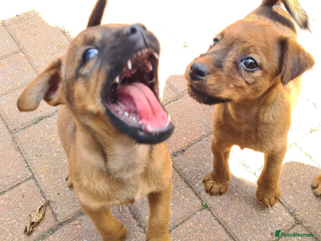 Mixed Breed dogs for sale: Border X Patterdale puppies  - Image 5