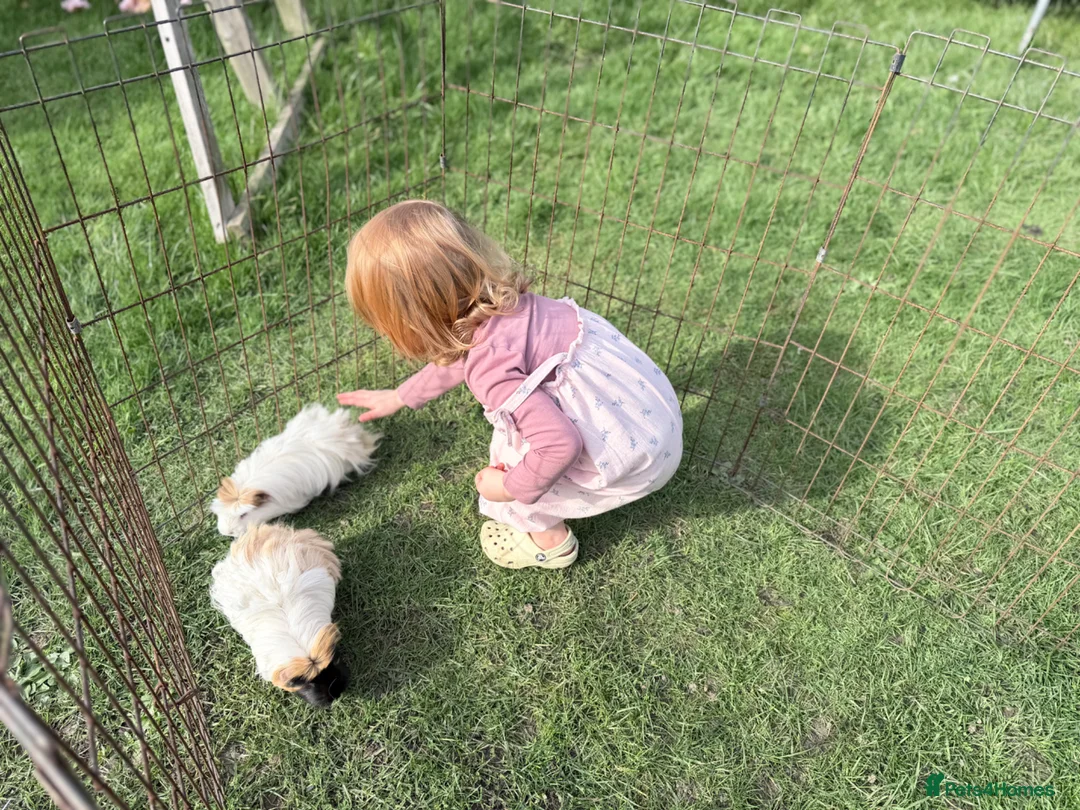 Guinea Pig rodents for sale: Female guinea pig pair  - Advert 7