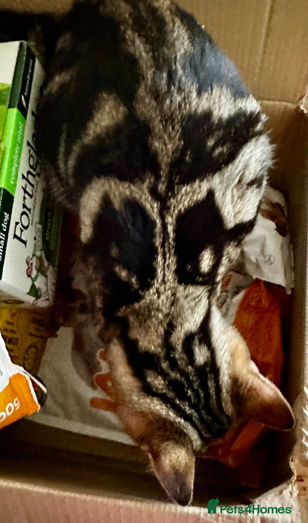 Mixed Breed cats for sale: Bengal Tiger Lily crept out for kittens - Advert 1