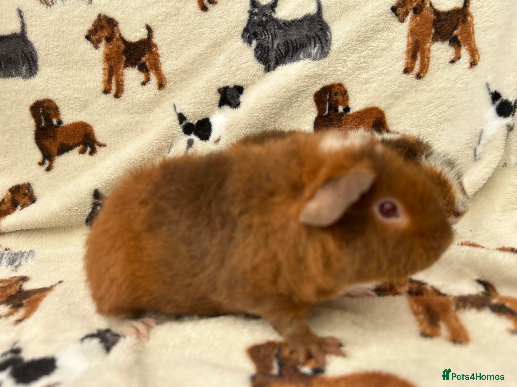 Guinea Pig rodents Baby Guinea pigs  - Advert 2