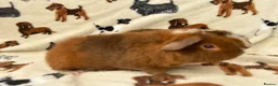 Guinea Pig rodents for sale: Baby Guinea pigs  - Advert 8