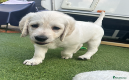 Labradoodle dogs for sale:  Unique,Exceptionally Bred F1 Labradoodles 🐾19/05 in Bristol - Image 10