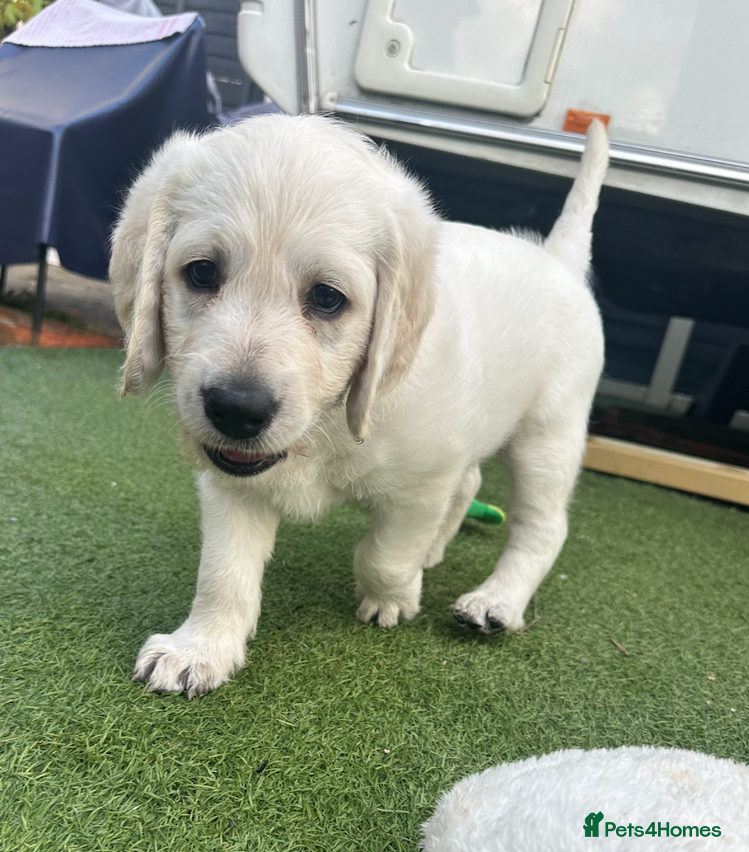 Labradoodle dogs for sale:  Unique,Exceptionally Bred F1 Labradoodles 🐾19/05 in Bristol - Image 10