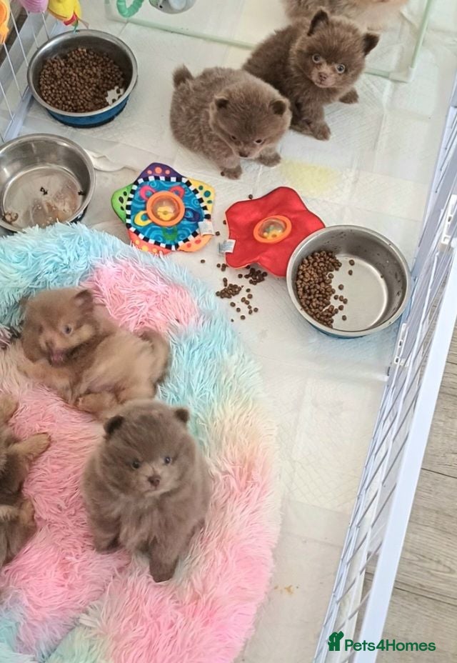 Pomeranian dogs Amazing Tiny lilac pomeranian girls  - Advert 2
