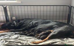 Rottweiler dogs for sale: Rottweiler puppies - Image 4