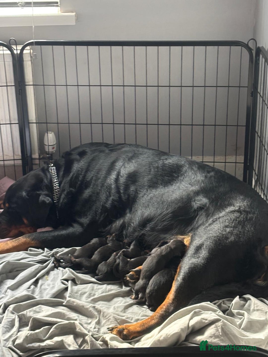 Rottweiler dogs for sale: Rottweiler puppies - Image 4