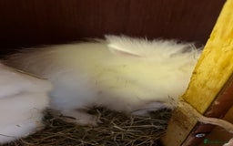 Lionhead rabbits for sale: Family of 6 rabbits for sale ready to leave now - Image 5