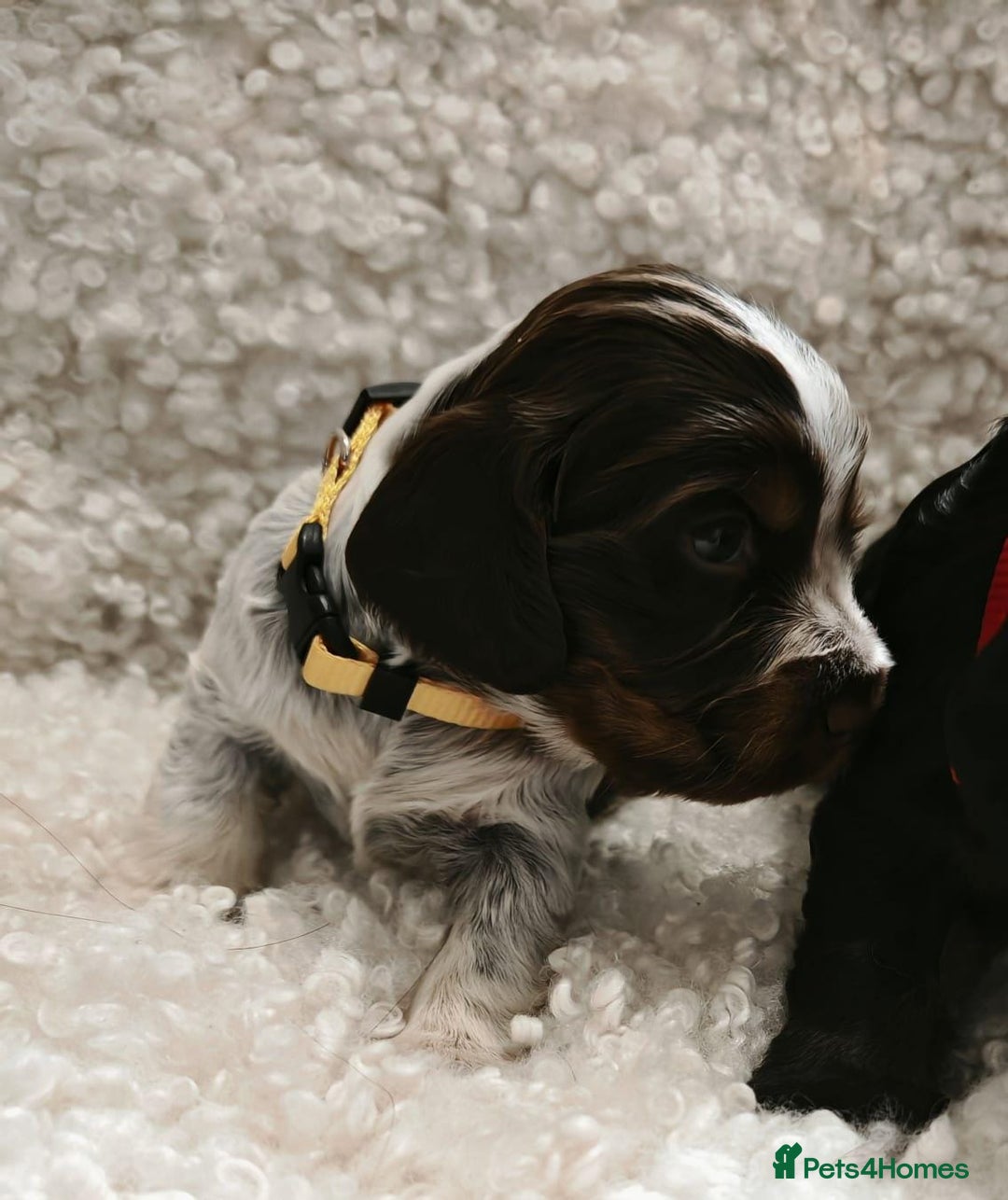 Cocker Spaniel dogs for sale: Kc show cocker spaniel puppies  - Image 2