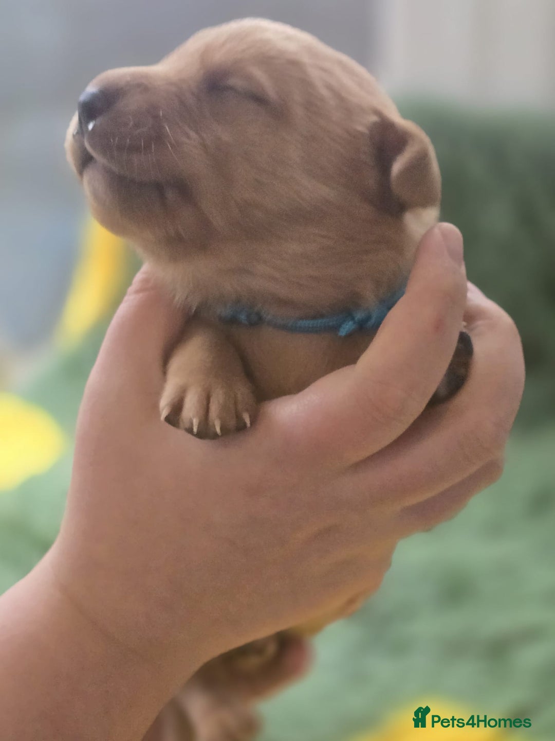 Labrador Retriever dogs for sale: KC Registered Labrador Puppies. - Advert 21