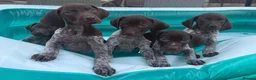 German Shorthaired Pointer dogs for sale: Exceptional KC German Shorthair Puppies  in Macclesfield - Advert 5