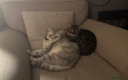Bengal cats for sale: Merlin, 2 Years, Bengal, neutered - Rehoming - Image 6