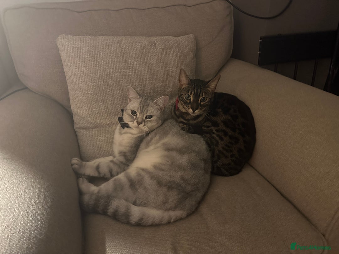 Bengal cats for sale: Merlin, 2 Years, Bengal, neutered - Rehoming - Image 6