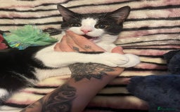 Mixed Breed cats for sale: Male kitten - Advert 18