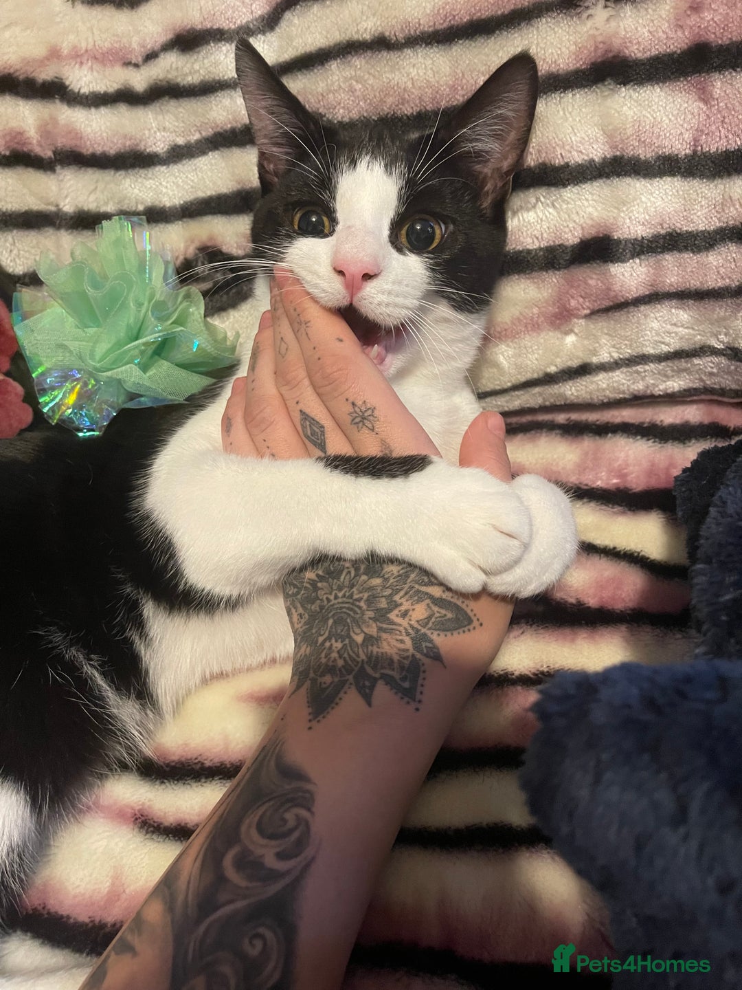 Mixed Breed cats for sale: Male kitten - Advert 18