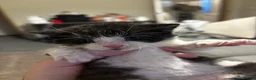 Mixed Breed cats for sale: Moggies  - Advert 9