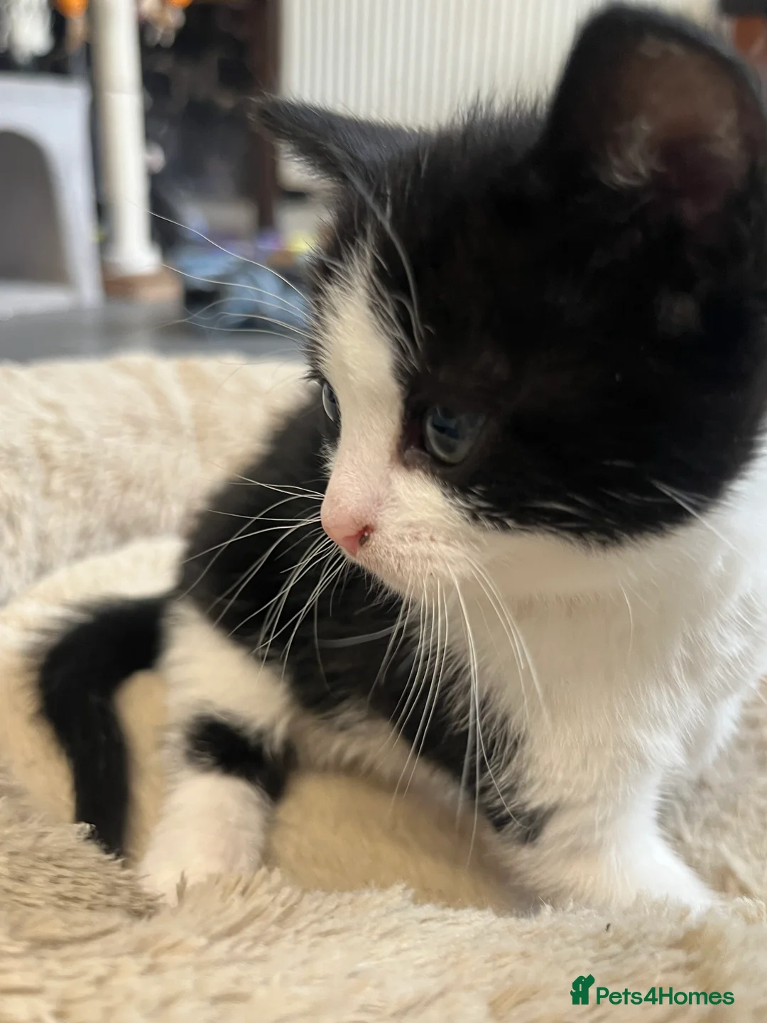 Mixed Breed cats for sale: Stunning Mixed Breed Tuxedo Female kittens - Advert 3