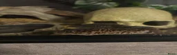 Leopard Gecko reptiles for sale: Leopard Gecko Black Knight Grade B with Full Setup - Advert 4