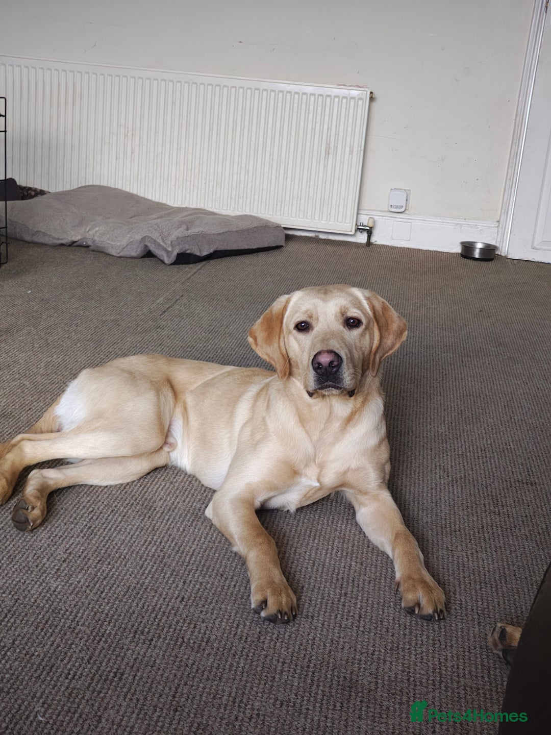 Labrador Retriever dogs for stud: stud only not for sale. KC reg.  - Advert 7