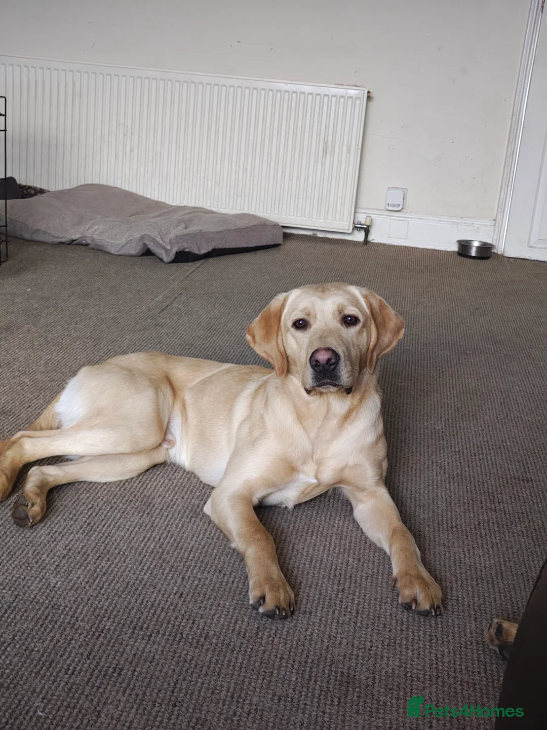 Labrador Retriever dogs for stud: stud only not for sale. KC reg.  - Advert 7